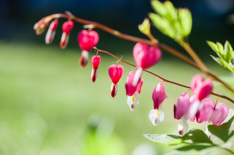 Bleeding Heart