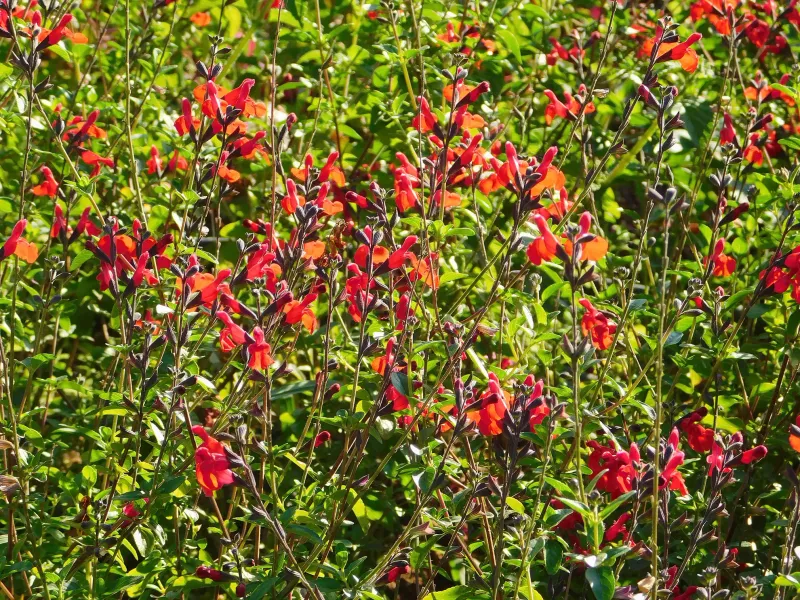 Bloom Timing Can Stretch From Spring Into Fall