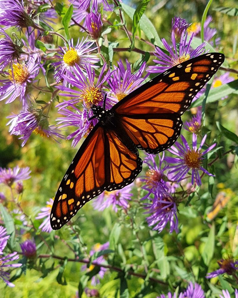 Bloom Timing Misses Migration Bloom Timing Misses Migration