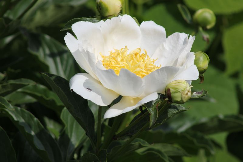 Blooms Open Normally Either Way