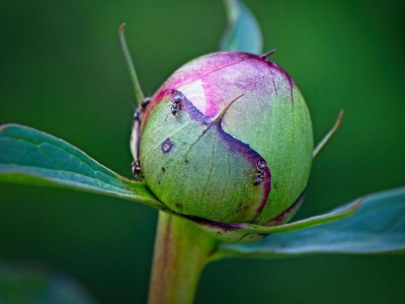 Blooms Open Normally Regardless Of Ants Blooms Open Normally Regardless Of Ants