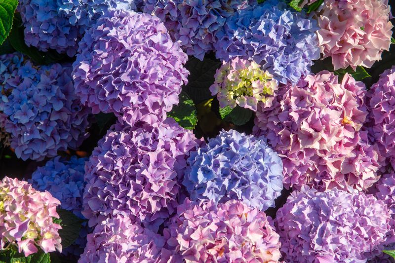 Blooms Reflect Changing Soil Chemistry Blooms Reflect Changing Soil Chemistry