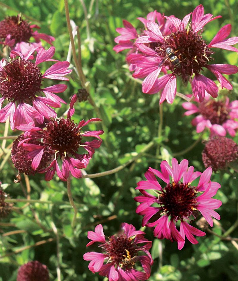 Blooms That Last From Late Spring Into Fall