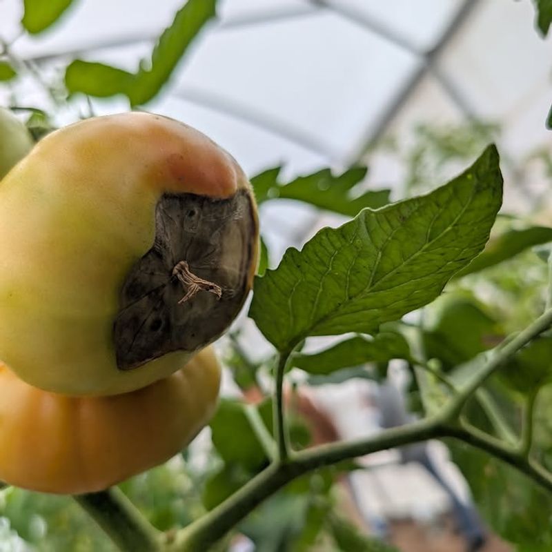 Blossom-End Rot Starts With Water Stress Blossom-End Rot Starts With Water Stress
