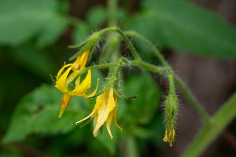 Blossoms Drop Instead Of Turning Into Tomatoes Blossoms Drop Instead Of Turning Into Tomatoes