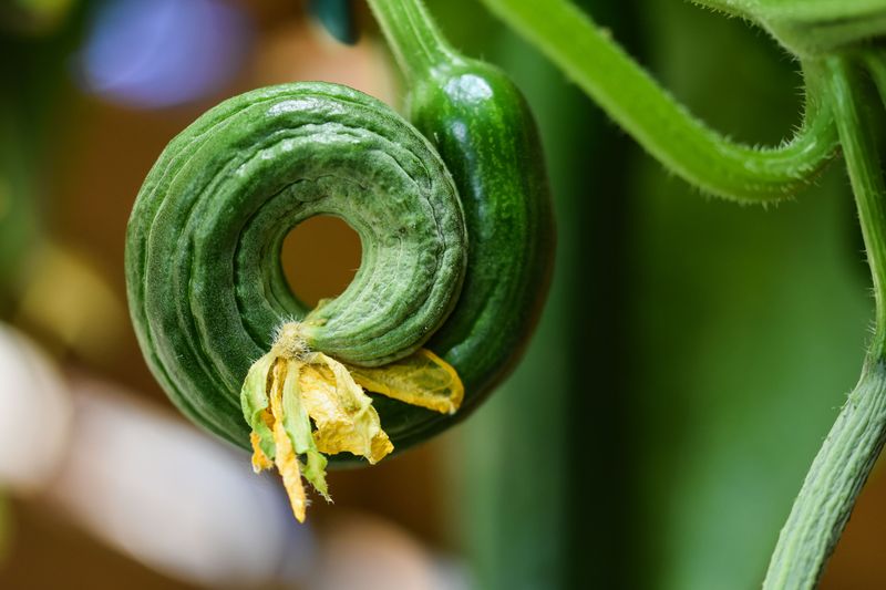 Blossoms Fail To Set Fruit Blossoms Fail To Set Fruit