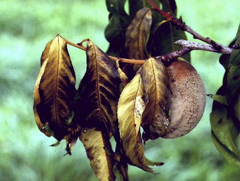 Blossoms Wilt, Turn Brown, And Stay Attached
