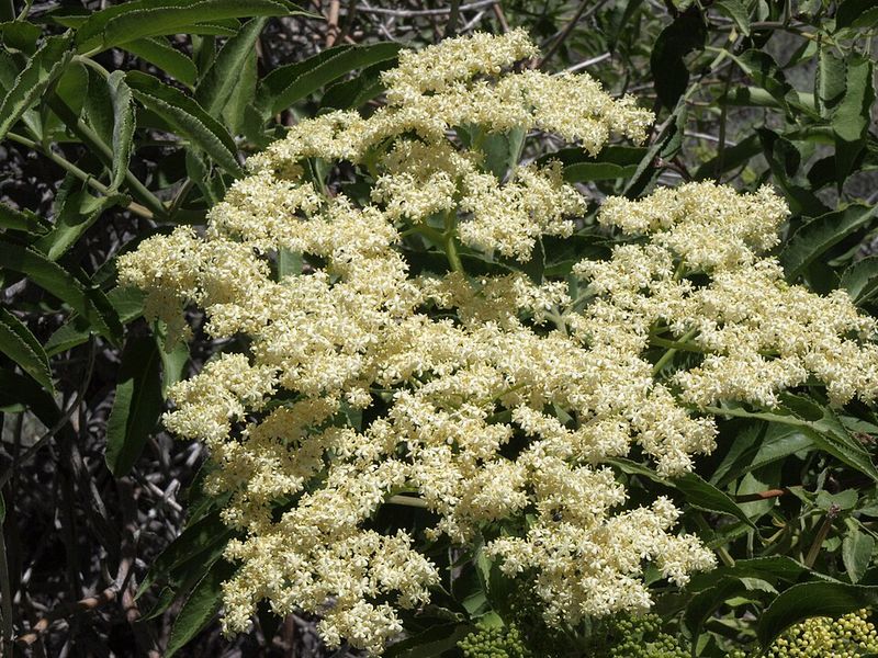 Blue Elderberry (Sambucus Nigra Ssp. Caerulea)