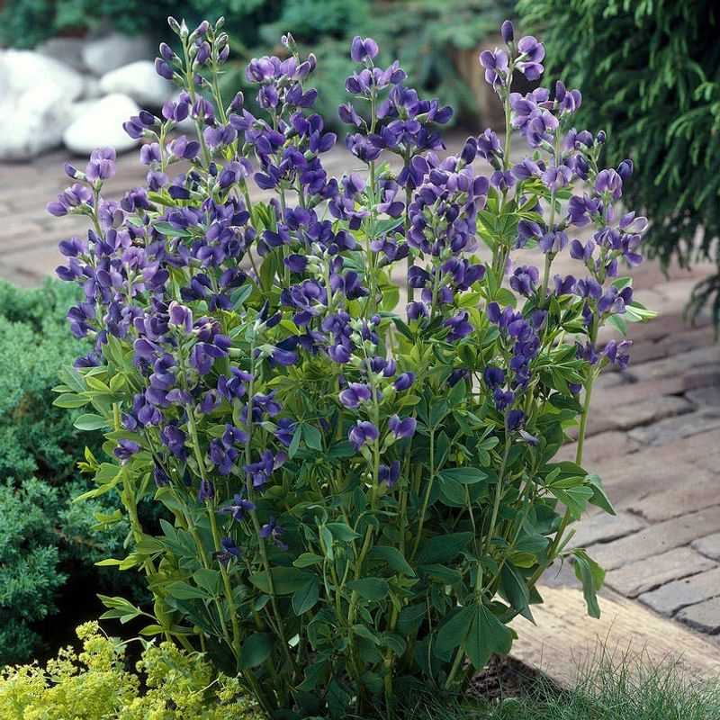 Blue False Indigo Brings Deep-Rooted Structure Blue False Indigo Brings Deep-Rooted Structure