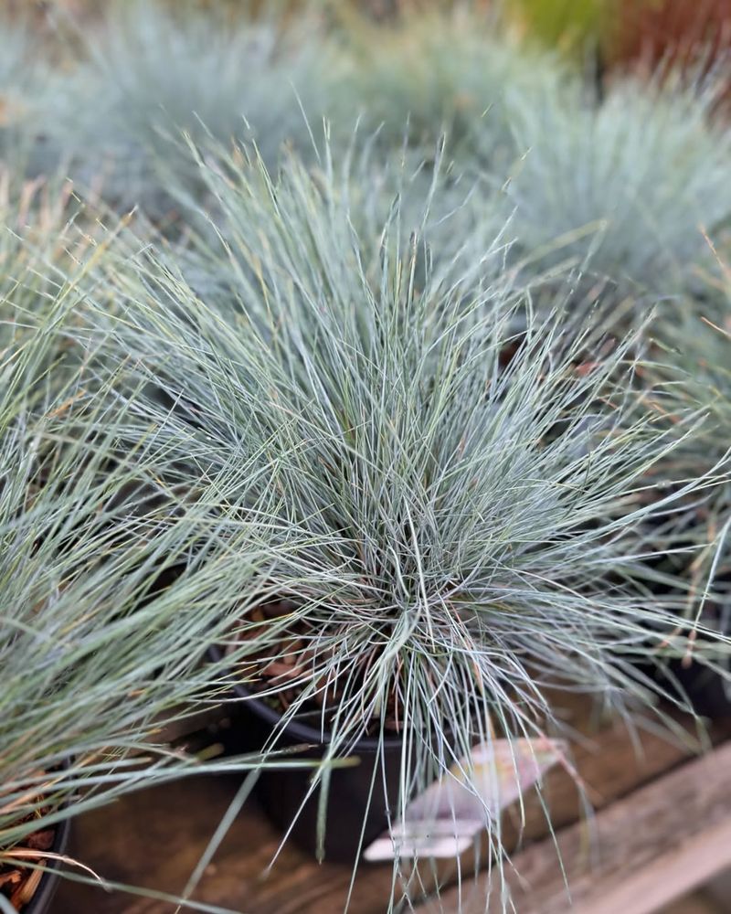 Blue Fescue Adds Low Texture Blue Fescue Adds Low Texture