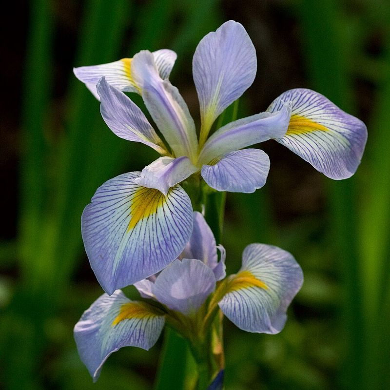Blue Flag Iris For Wet Margins Blue Flag Iris For Wet Margins