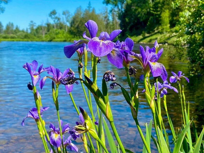 Blue Flag Iris Gives Pond Edges Cover Blue Flag Iris Gives Pond Edges Cover
