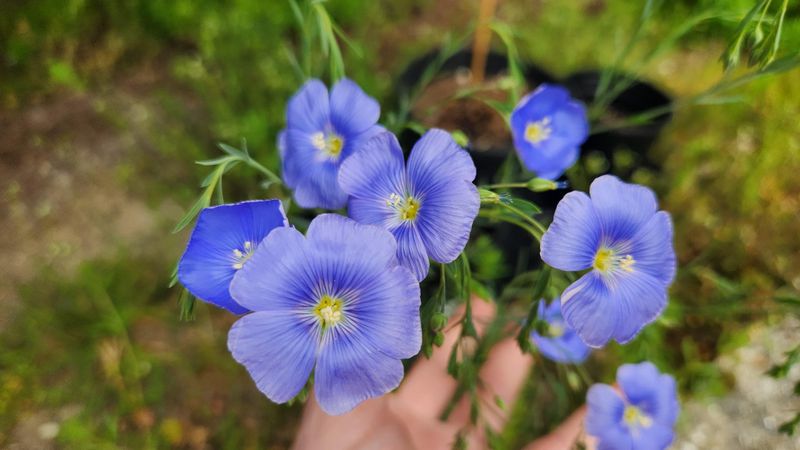 Blue Flax Opens Flowers In Morning Heat