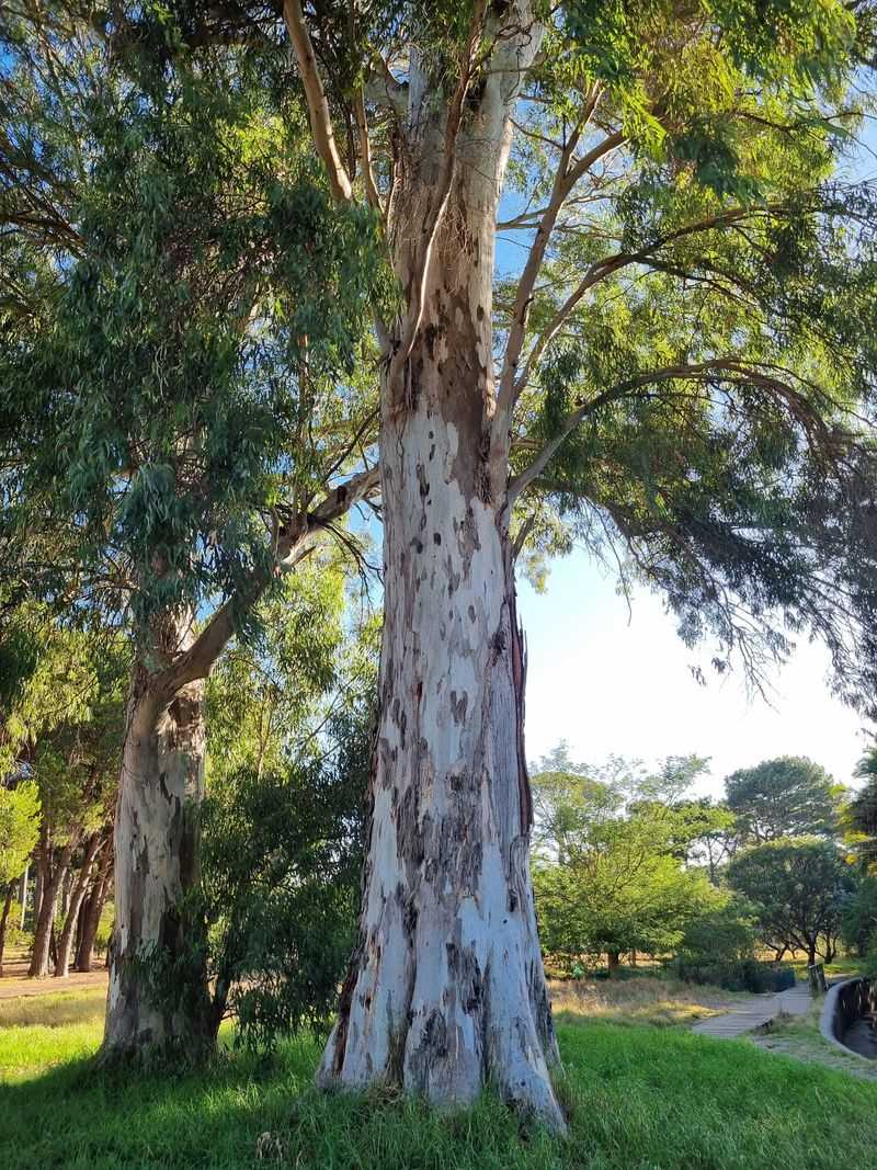 Blue Gum Can Become Invasive Near The Coast Blue Gum Can Become Invasive Near The Coast