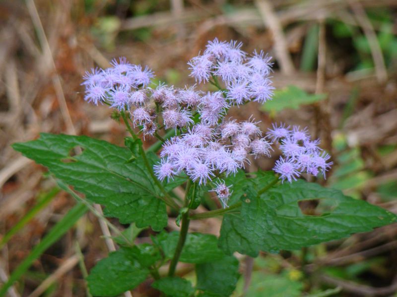 Blue Mistflower Blue Mistflower