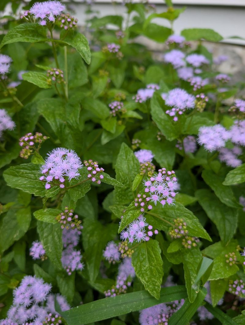 Blue Mistflower Brings In Flying Insects Blue Mistflower Brings In Flying Insects
