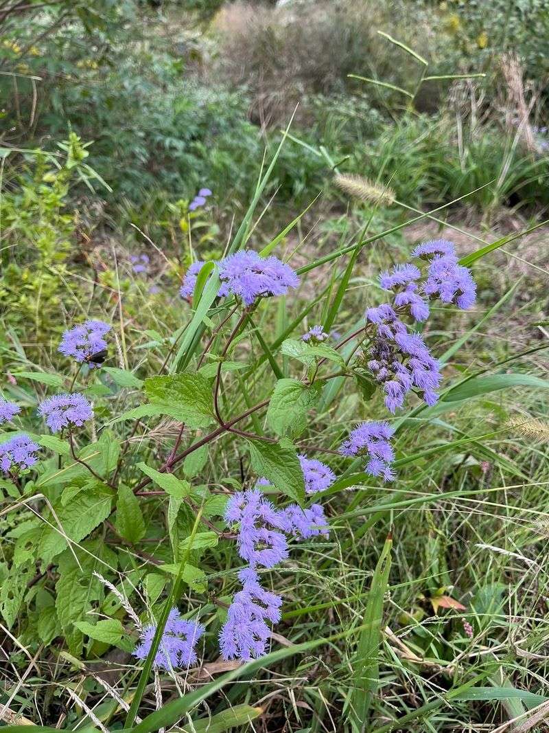 Blue Mistflower Brings In More Late Season Pollinators Blue Mistflower Brings In More Late Season Pollinators