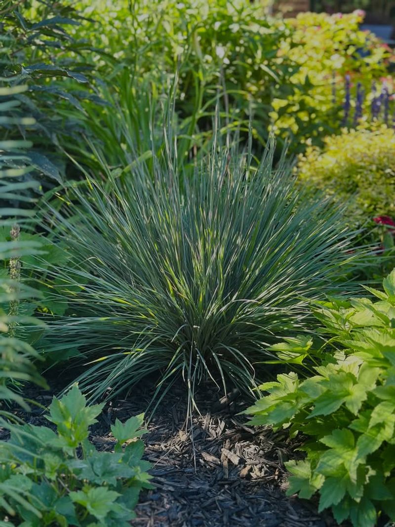Blue Oat Grass Adds Expensive-Looking Texture