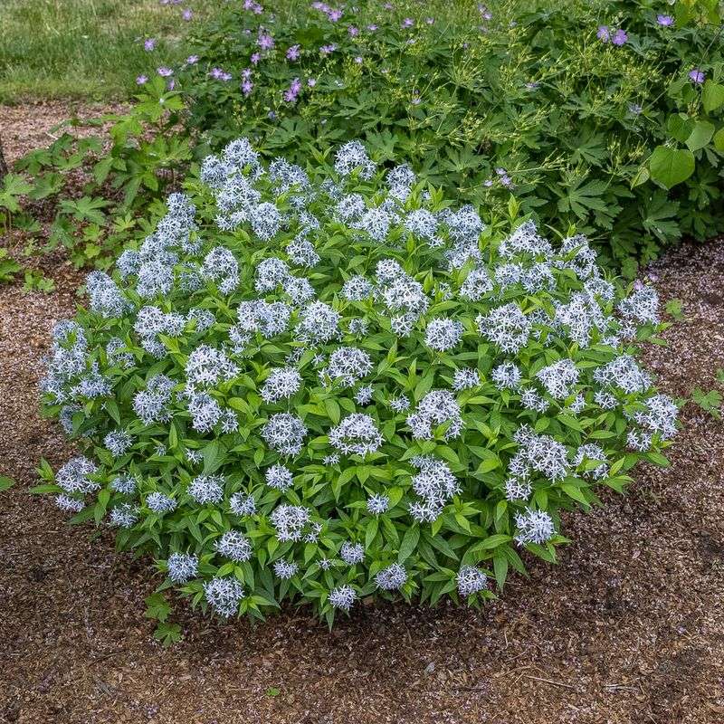 Blue Star Amsonia Delivers Interest Across Multiple Seasons Blue Star Amsonia Delivers Interest Across Multiple Seasons