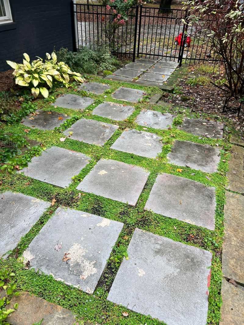 Blue Star Creeper Fills Damp Paver Seams