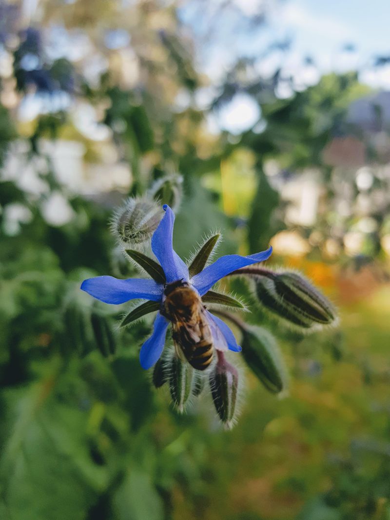 Blue Star Flowers Pull Bees In Fast Blue Star Flowers Pull Bees In Fast