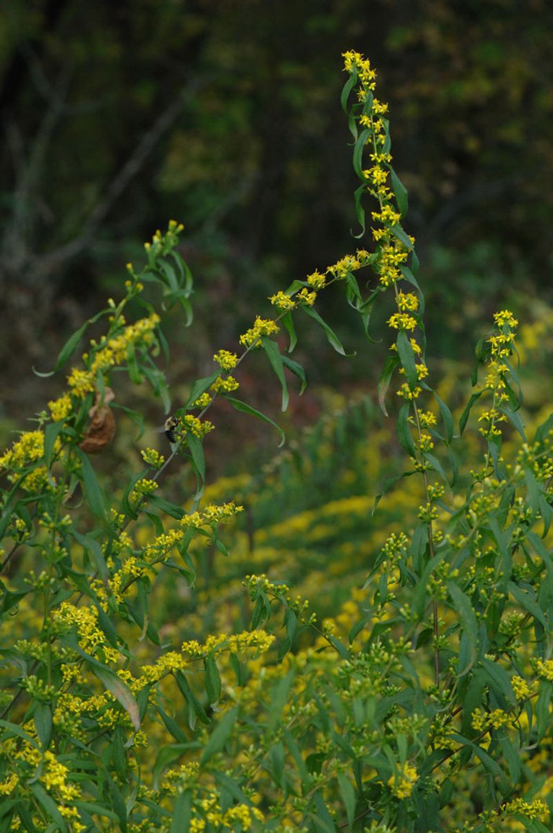 Blue-Stemmed Goldenrod Blue-Stemmed Goldenrod