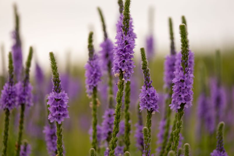 Blue Vervain Blue Vervain
