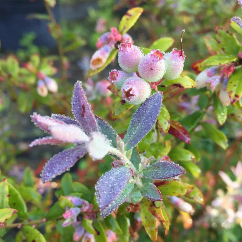 Blueberries Bring Spring Flowers And Edible Fruit Blueberries Bring Spring Flowers And Edible Fruit