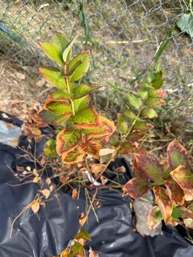 Blueberries Hate Dry Root Zones Blueberries Hate Dry Root Zones