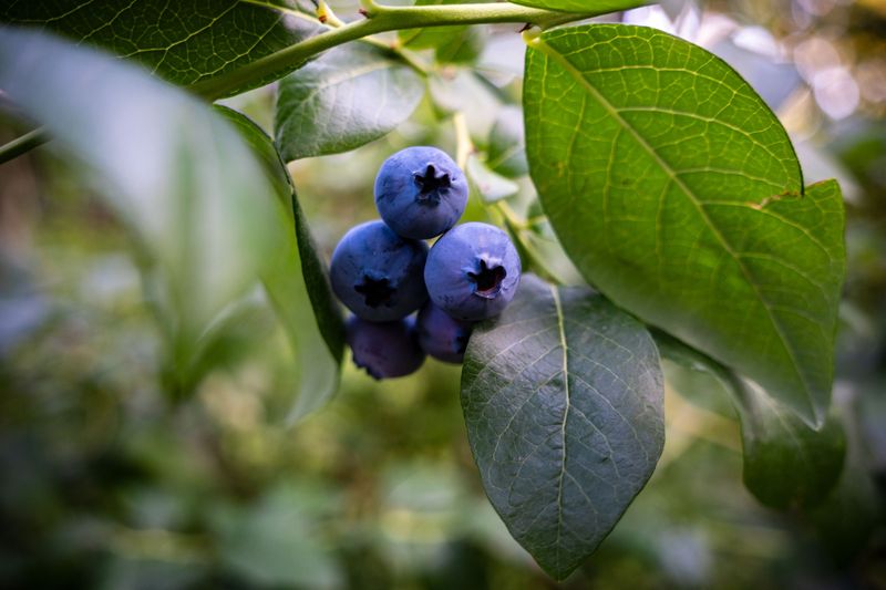 Blueberries Blueberries