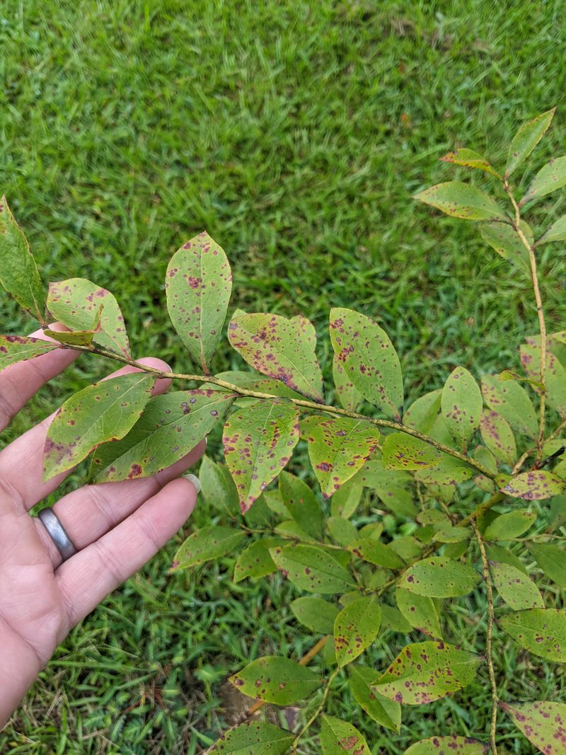 Blueberry Rust Often Shows Clues Under The Leaf Blueberry Rust Often Shows Clues Under The Leaf