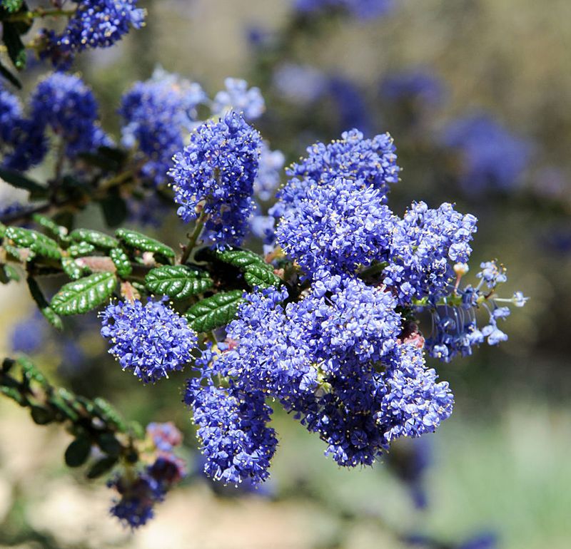 Blueblossom Ceanothus Delivers Color Along With Summer Privacy Blueblossom Ceanothus Delivers Color Along With Summer Privacy