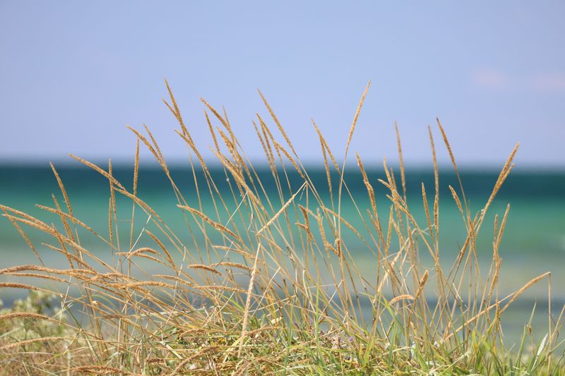 Bluebunch Wheatgrass