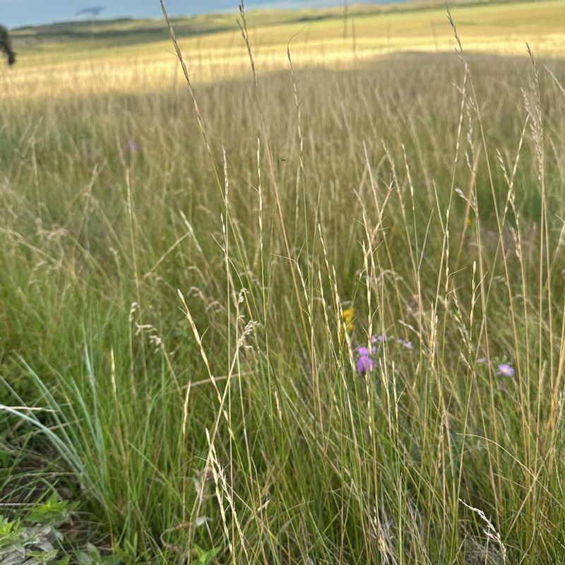 Bluebunch Wheatgrass Handles The Open Range