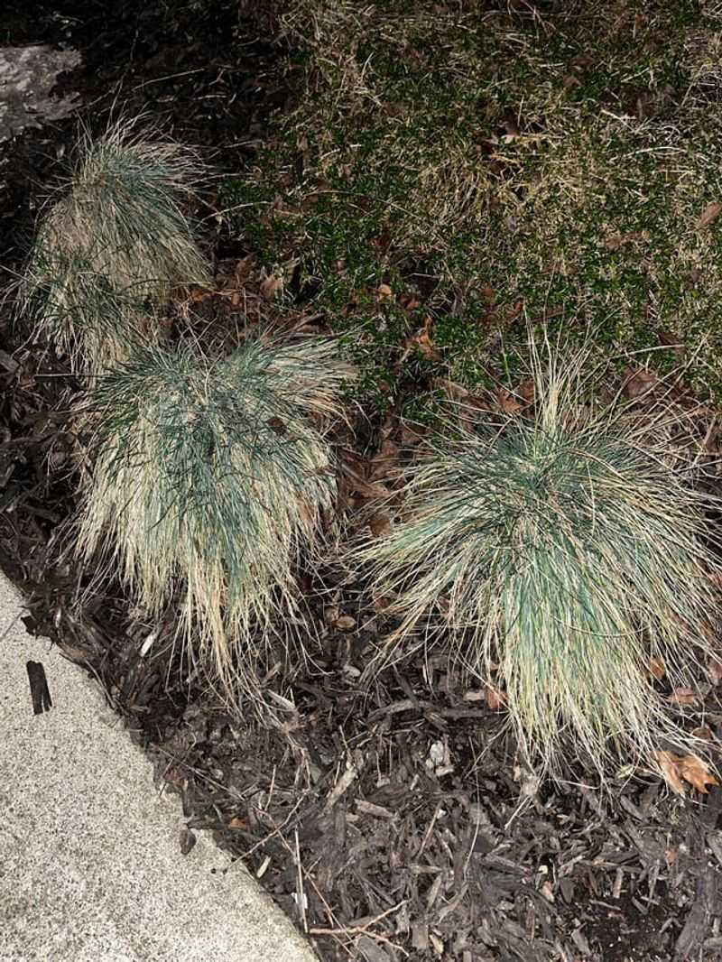 Bluebunch Wheatgrass Moves In Dry Wind