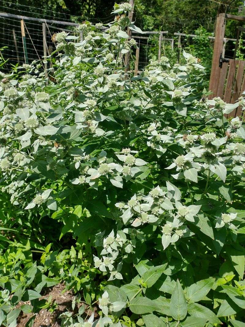Blunt Mountain Mint Is The Plant Blunt Mountain Mint Is The Plant