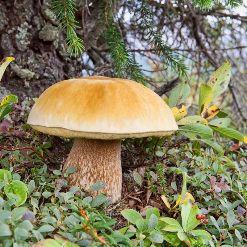 Boletes Appear Near Trees And Wooded Edges Boletes Appear Near Trees And Wooded Edges