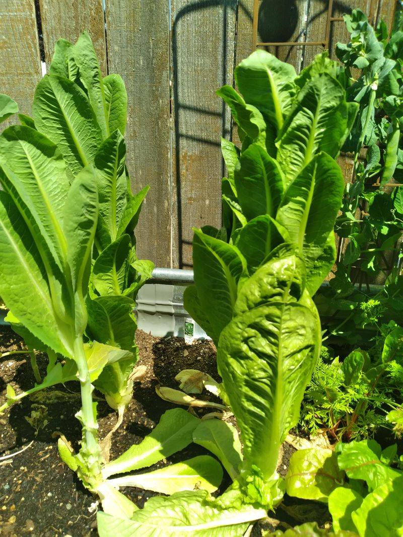 Bolted Lettuce Bolted Lettuce