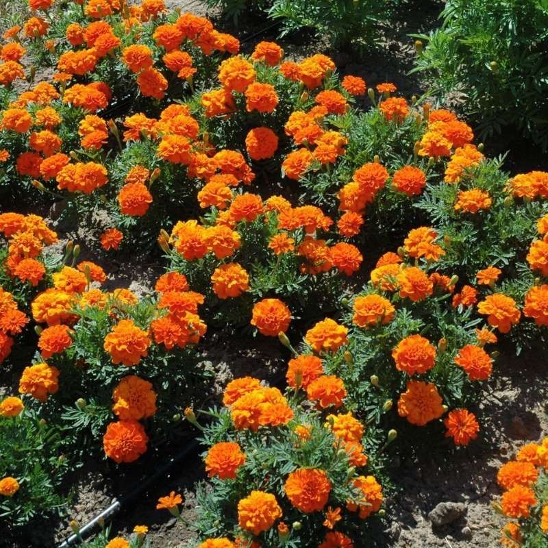 'Bonanza Orange' Draws Helpful Insects 'Bonanza Orange' Draws Helpful Insects
