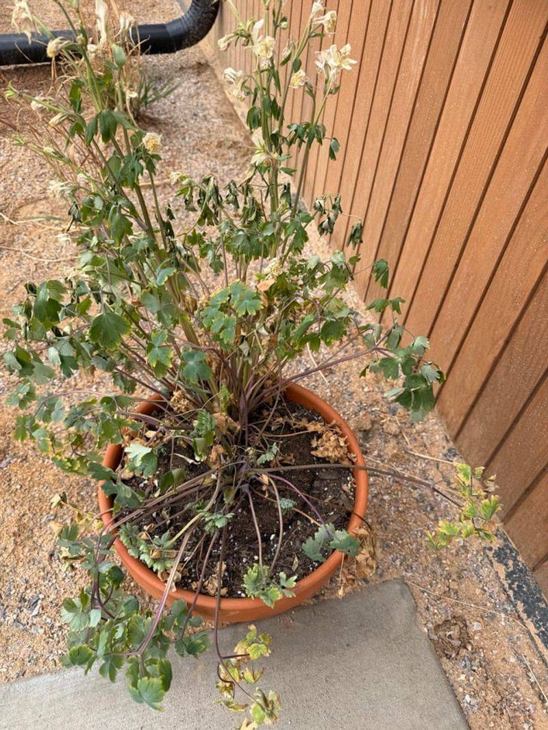 Bone Dry Potting Mix Is The Mistake Bone Dry Potting Mix Is The Mistake