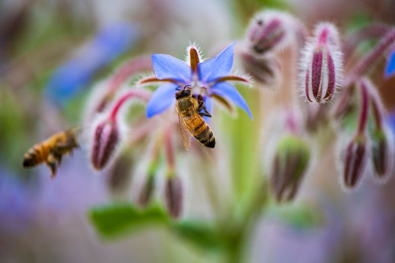 Borage Draws Bees And Butterflies All Season Long Borage Draws Bees And Butterflies All Season Long