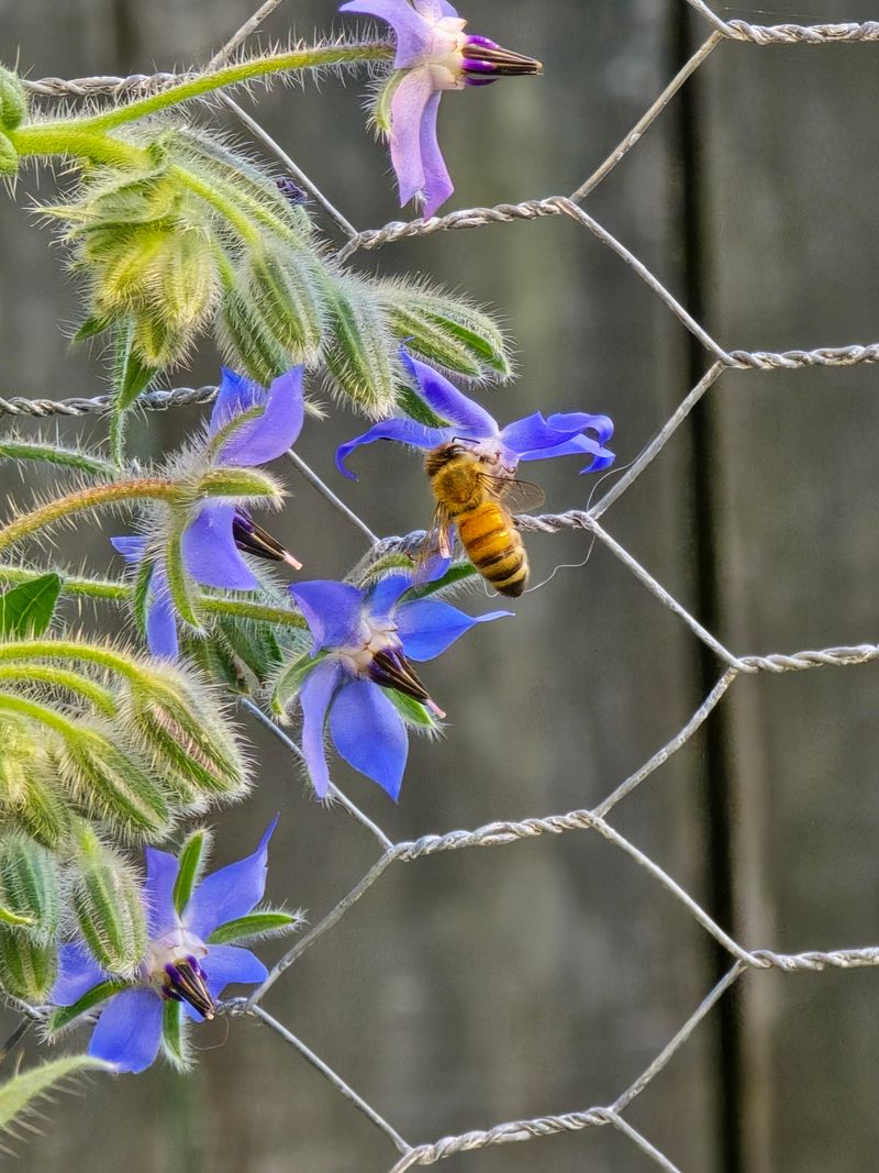 Borage Is The Bee Magnet Herb Borage Is The Bee Magnet Herb