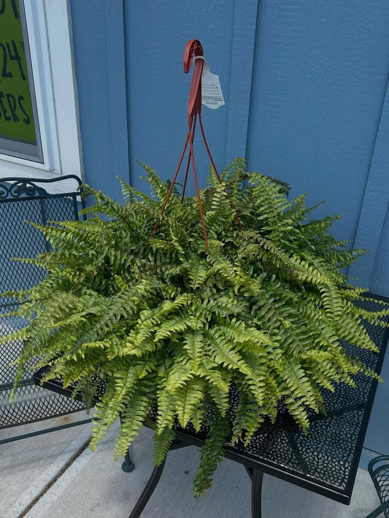 Boston Fern Fills Empty Corners With Lush Greenery Boston Fern Fills Empty Corners With Lush Greenery