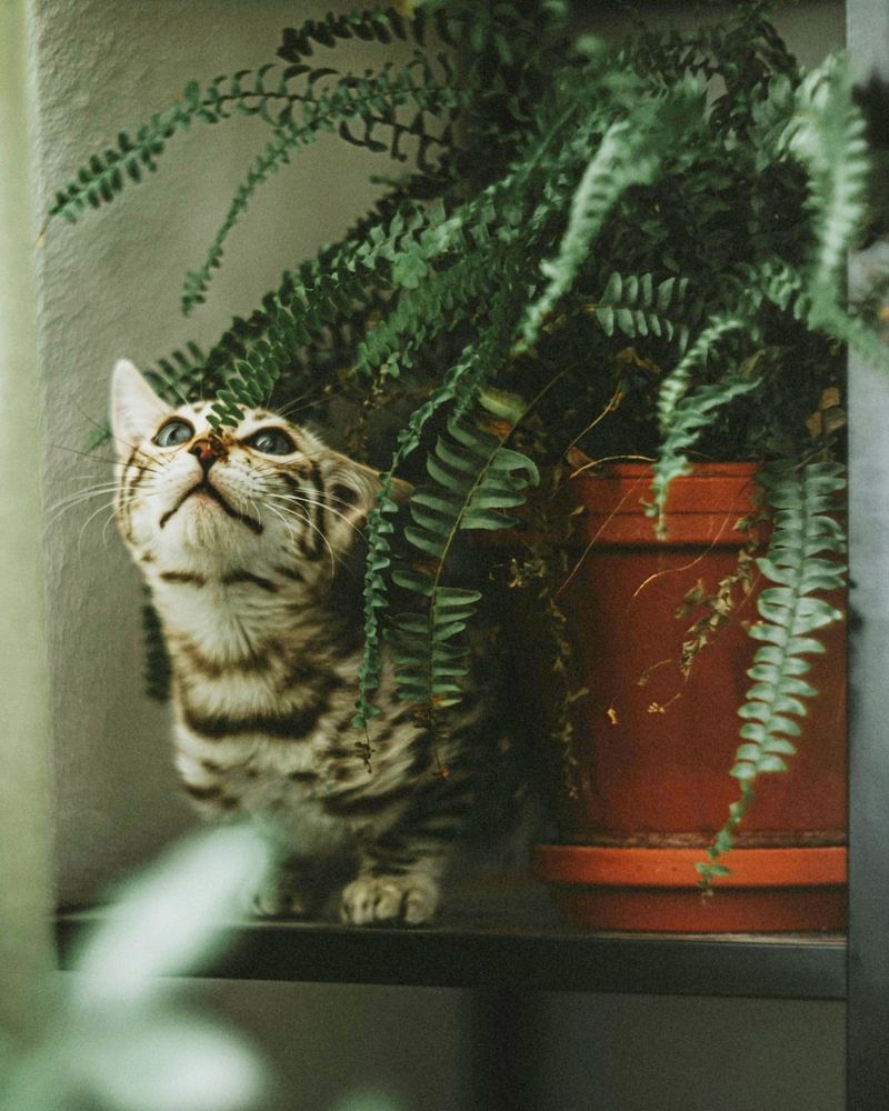Boston Fern Boston Fern