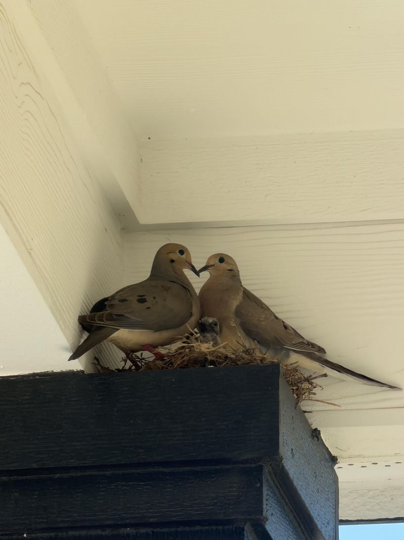 Both Parents Help Raise The Young Both Parents Help Raise The Young