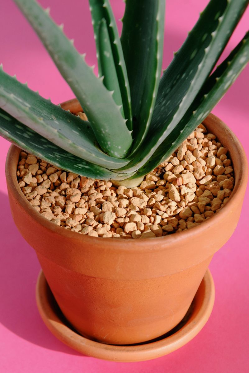 Bottom Watering Prevents Sunburned, Waterlogged Leaves Bottom Watering Prevents Sunburned, Waterlogged Leaves