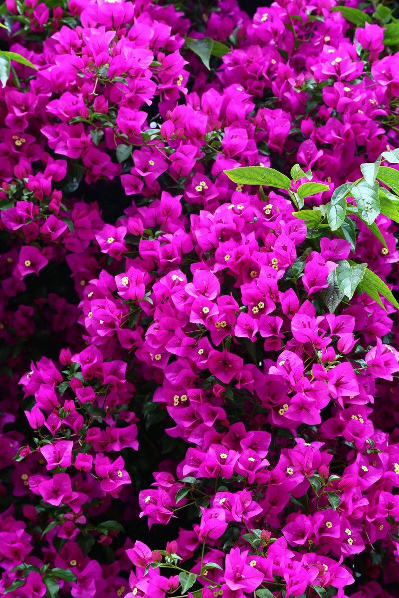 Bougainvillea Bougainvillea