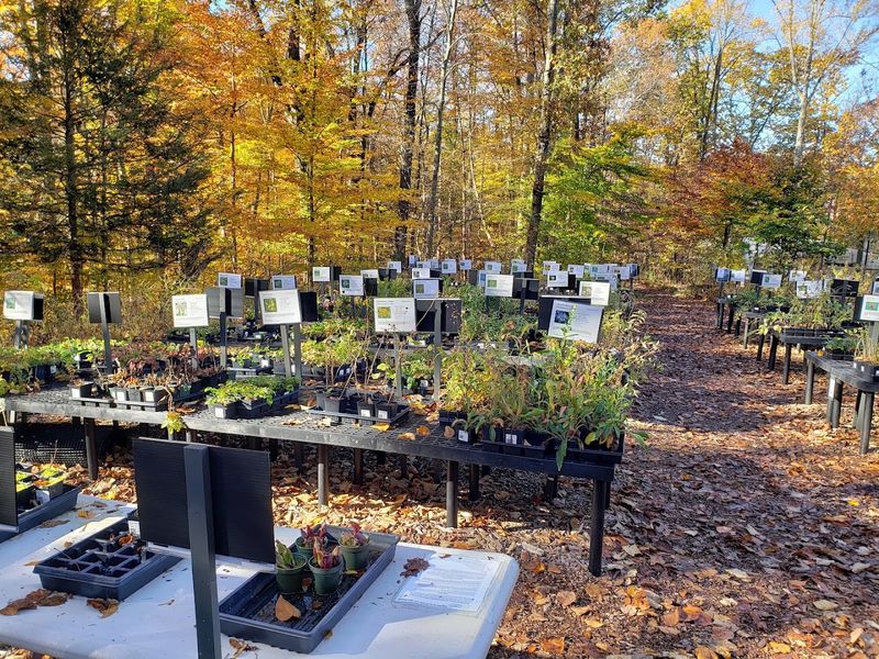 Bowman's Hill Wildflower Preserve Native Plant Nursery - New Hope Bowman's Hill Wildflower Preserve Native Plant Nursery - New Hope