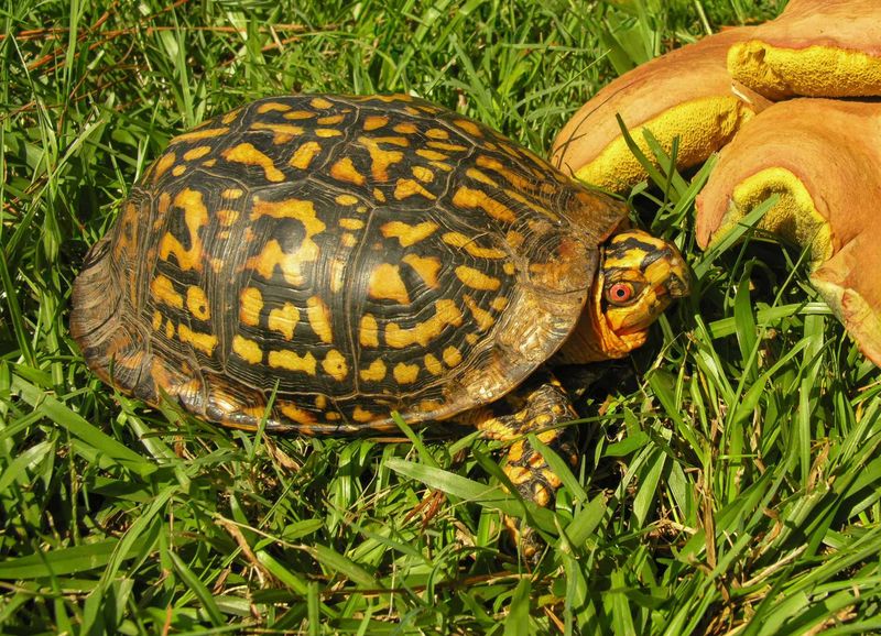 Box Turtles Eat Slugs And Snails Box Turtles Eat Slugs And Snails
