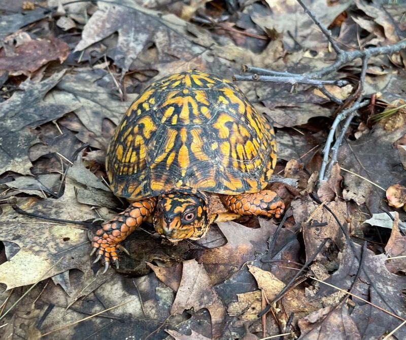 Box Turtles Spend Their Lives Within Small Territories Box Turtles Spend Their Lives Within Small Territories